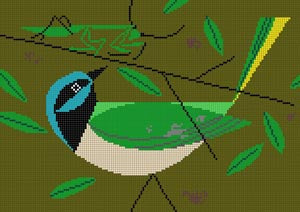 GREEN JAY