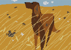 Irish Setter